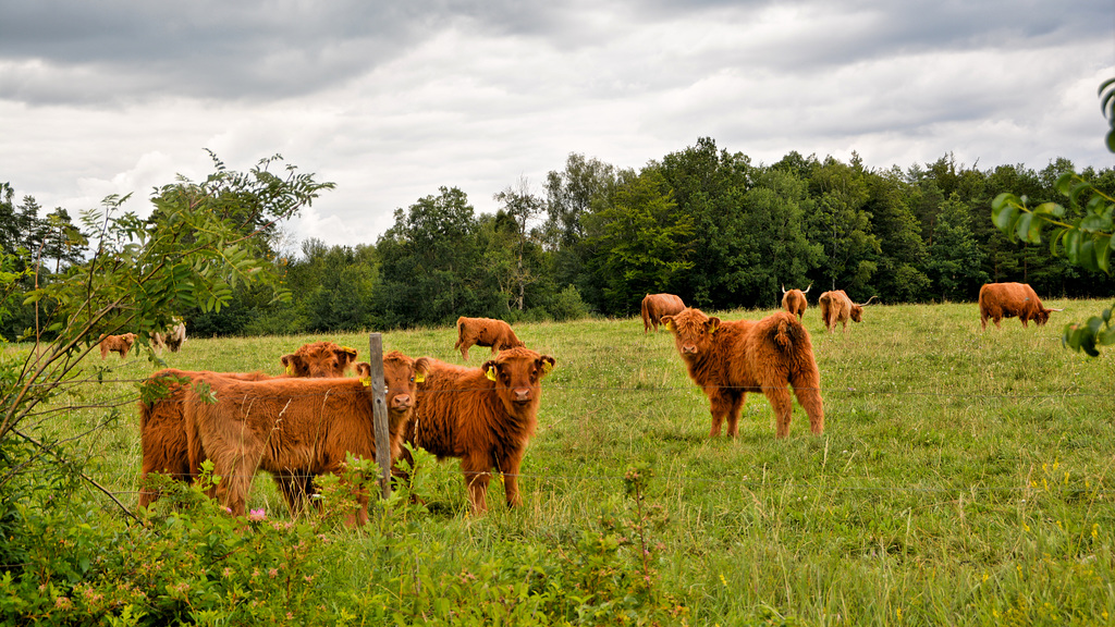 Highland calves in pasture