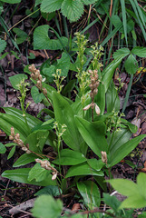 Liparis loeselii (Loesel's Twayblade orchid) with last year's seed capsules