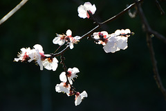 fleurs d'abricot