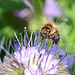 Phaceliablüte mit Biene