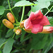 Campsis radicans flowers