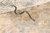 IMG 1821 Snake