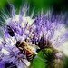 Biene und Phaceliablüte