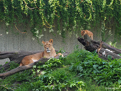 Lions in the Zoo