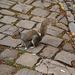 Squirrel on the pavement.