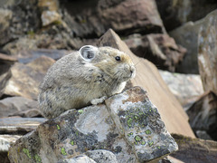 A usual pose of an American Pika