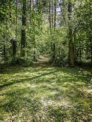 Dappled sunlit woodland path for H.A.N.W.E