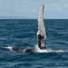 Dominican Republic, Long Pectoral Fin of the Humpback Whale
