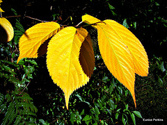 Yellow Leaves.