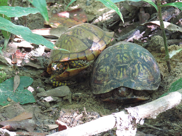 Box turtles