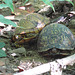 Box turtles