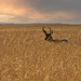 pronghorn before the harvest 2