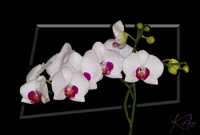 Orchids on black