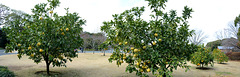 Tokyo, Pamela Trees in the Eastern Garden of the Imperial Palace