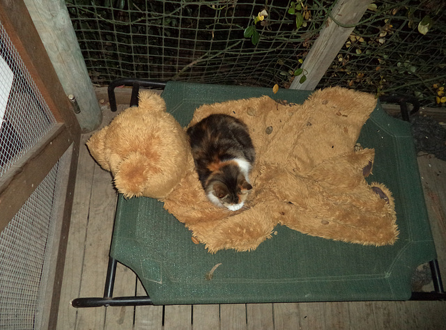 Leeloo likes Elvis' teddy bear rug
