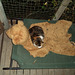 Leeloo likes Elvis' teddy bear rug