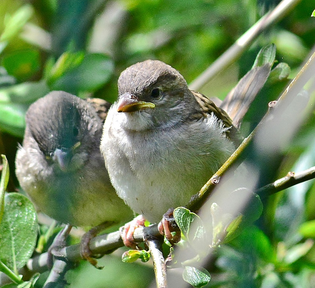 Young Sparrows waiting for food!