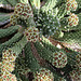 Euphorbia caput-medusae (Medusa's Head)