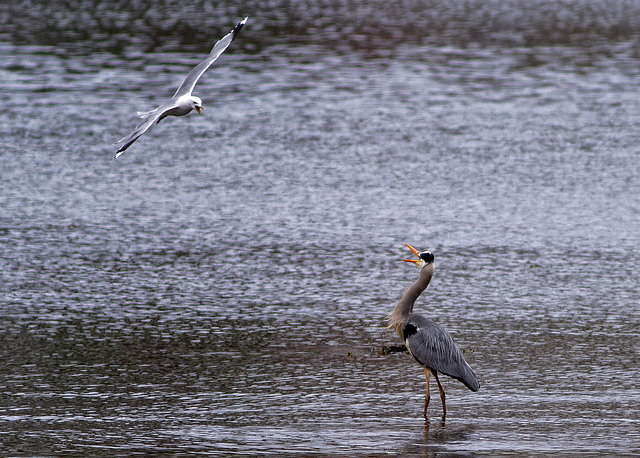 Contretemps between Gull and Heron