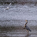 Contretemps between Gull and Heron