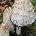 An unexpected find - Shaggy Manes / Inky caps