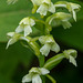 Gymnadeniopsis clavellata (Club-spur orchid, Small Green Woodland orchid)