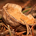 Die halbe Nuss am Waldboden :))  The half nut on the forest floor :))  La demi-noix sur le sol de la forêt :))