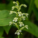 Gymnadeniopsis clavellata (Club-spur orchid, Small Green Woodland orchid)