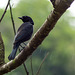 Shiny Cowbird / Molothrus bonariensis, Tobago