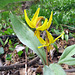 Trout Lilies (Erythronium americanum)