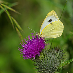 Large White Butterfly on Thistle