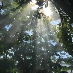 Sun rays pass through the trees