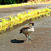 Nene -- The  Hawaiian National Bird.   Why did it cross the road?