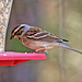Sparrow. 3104431