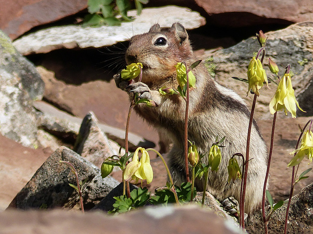Golden-mantled Ground Squirrel munching on Yellow Columbine