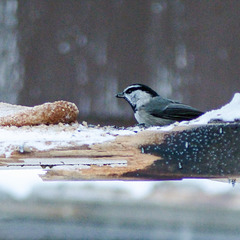 Mountain Chickadee / Poecile gambeli