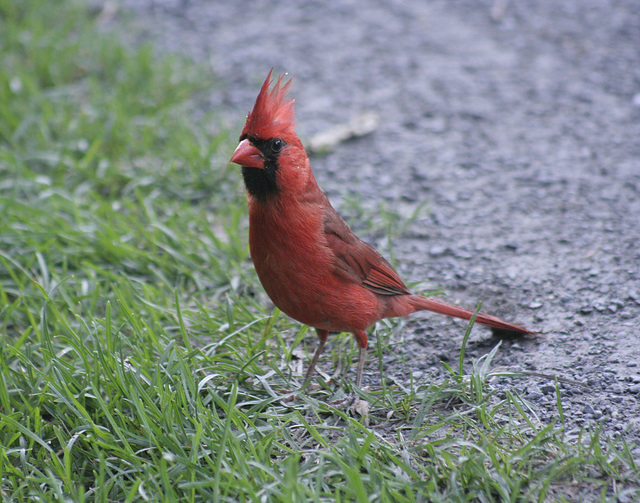 Monsieur Cardinal / Mr Cardinal