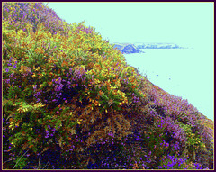 Greenbank Cove and a play with colour.