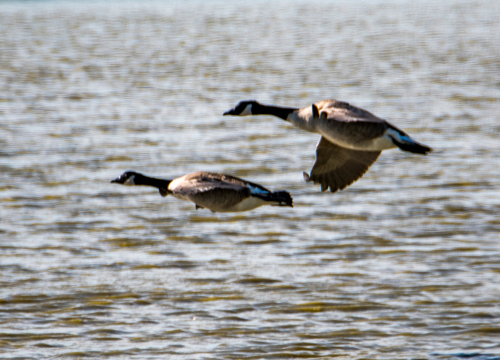 Canada geese5