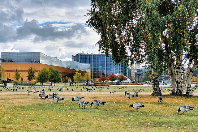 Grey Geese in Helsinki