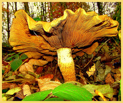 The largest of the autumn -45 cm hat,diameter