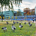 Grey Geese in Helsinki