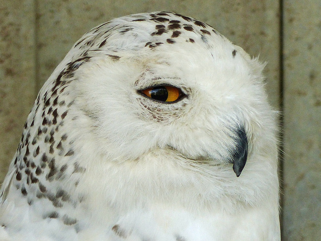 Snowy Owl in rehab