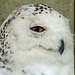 Snowy Owl in rehab