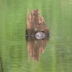 Painted turtle on stump