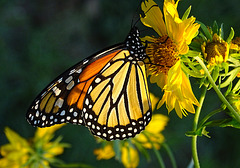 Monarch butterfly (Danaus plexippus)11-10-2015