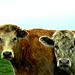 Two lovely cows were keeping a close eye on me.