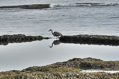 Grey Heron at the Castle Sands Pool - St. Andrews