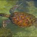 sea turtle