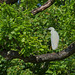 Egret in an Oak Tree